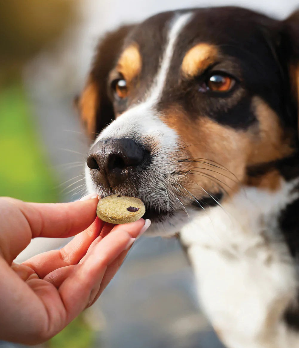 Woman holding out a Honest to Goodness plant snack treat for her beagle mix black, brown and white haired dog.