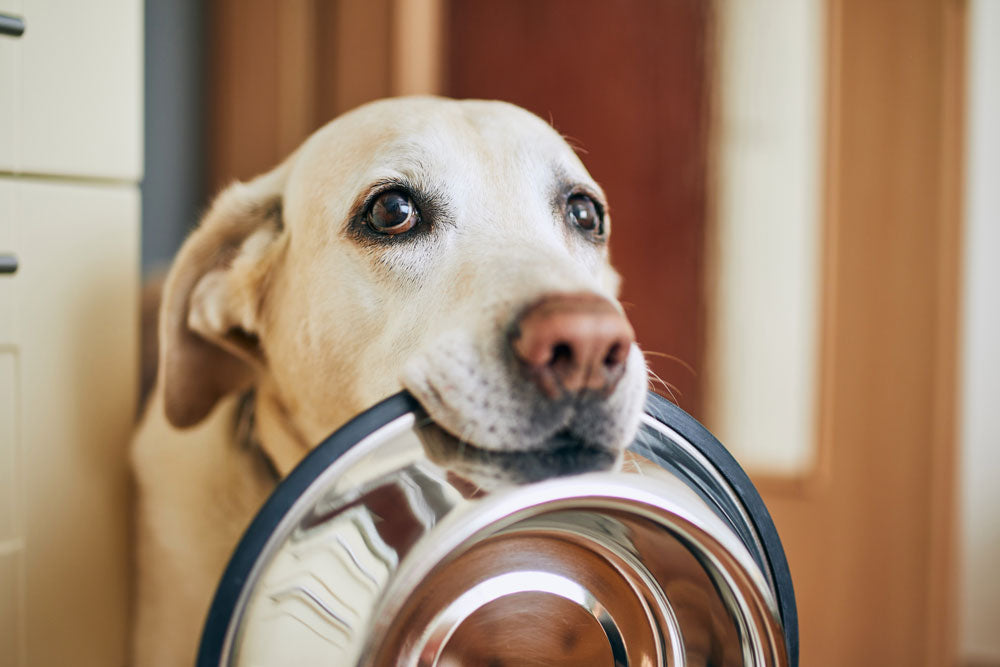 Dog with bowl, treat allergen article