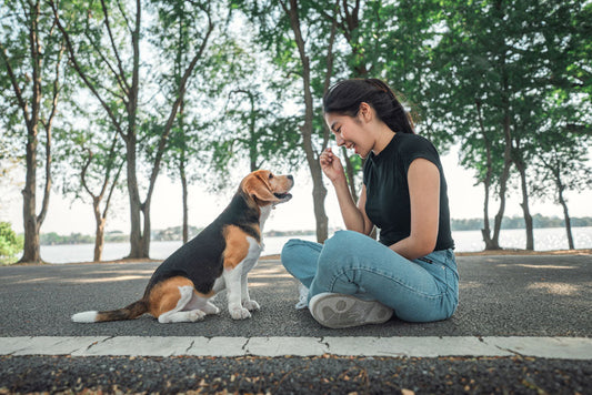 Woman offering her beagle a treat in a park