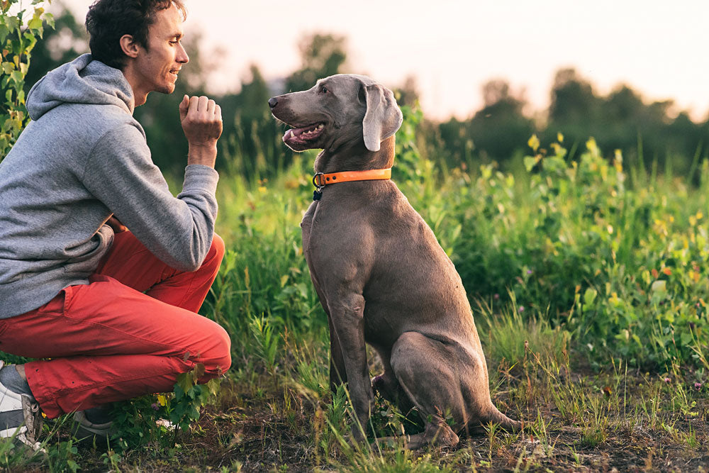 Teaching a dog to sit