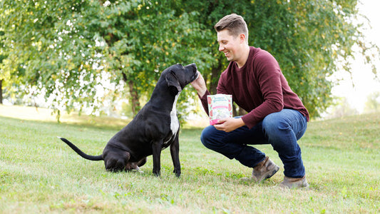 giving a treat to a dog in a field
