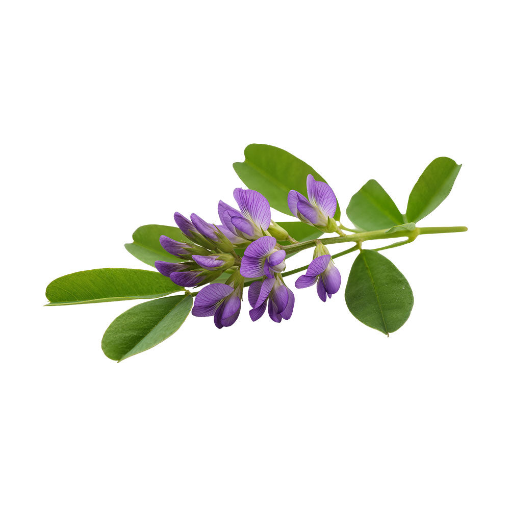 Alfalfa