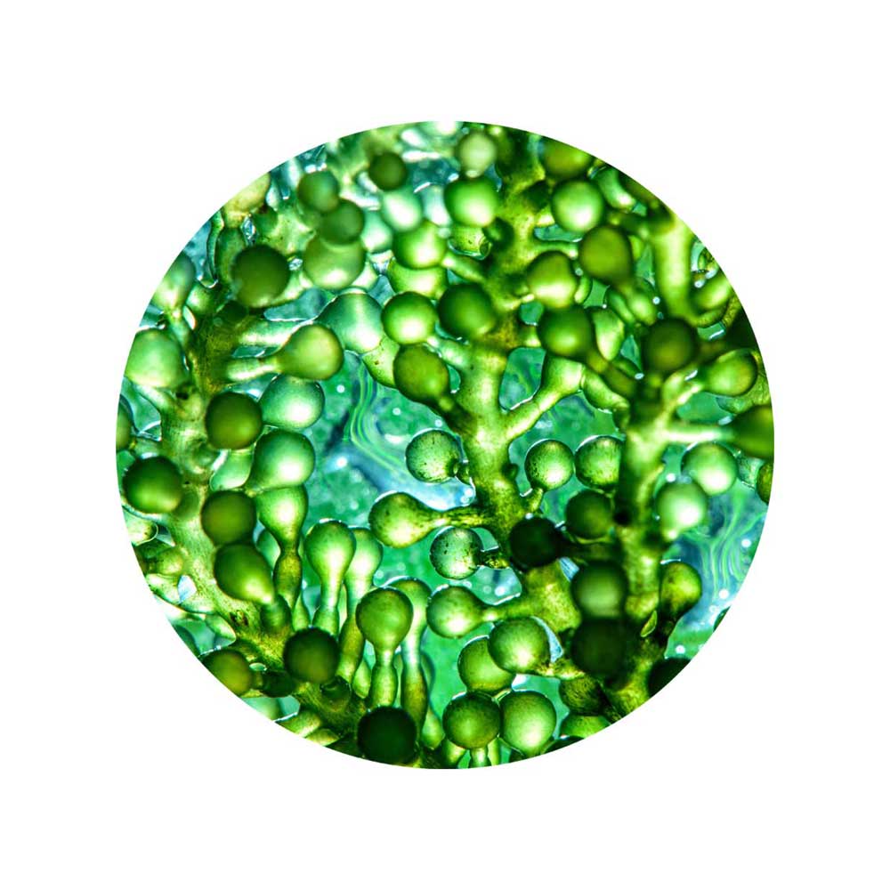 Marine Microalgae Oil