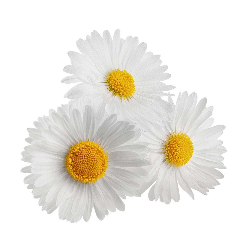 Chamomile