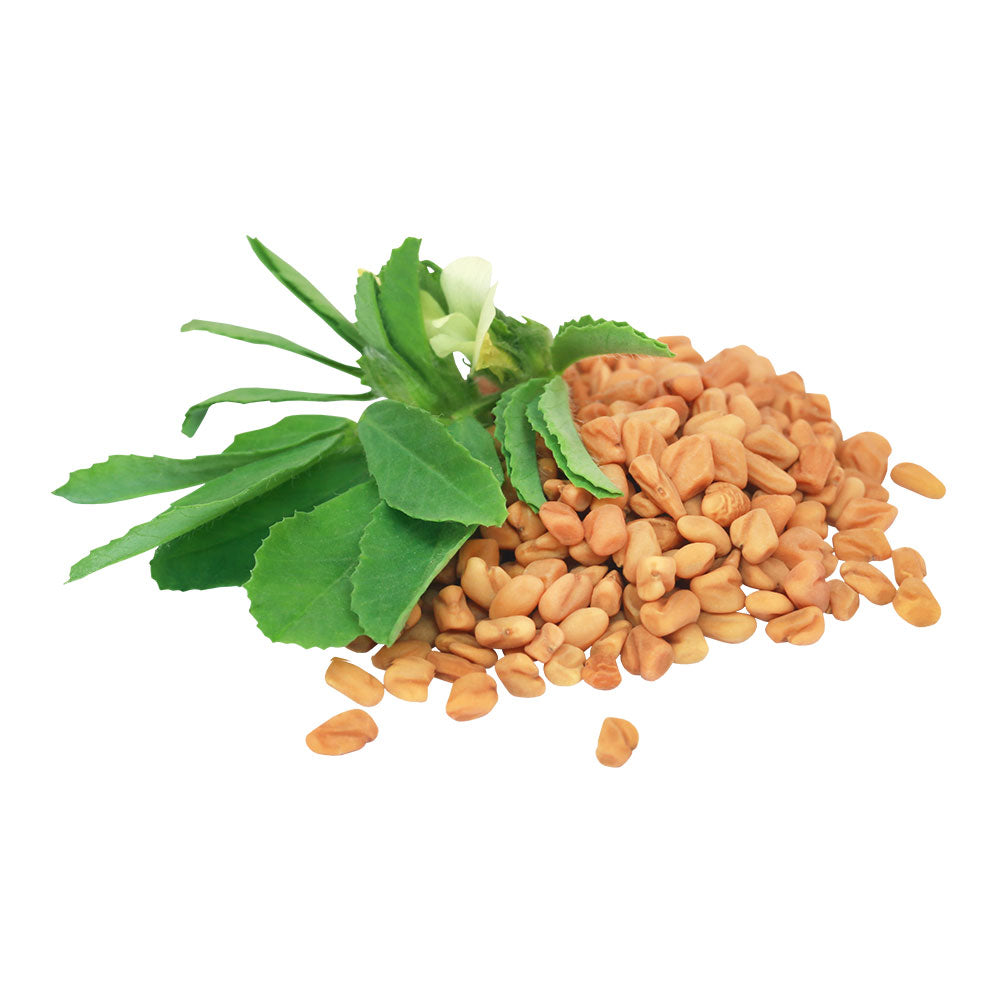 Fenugreek