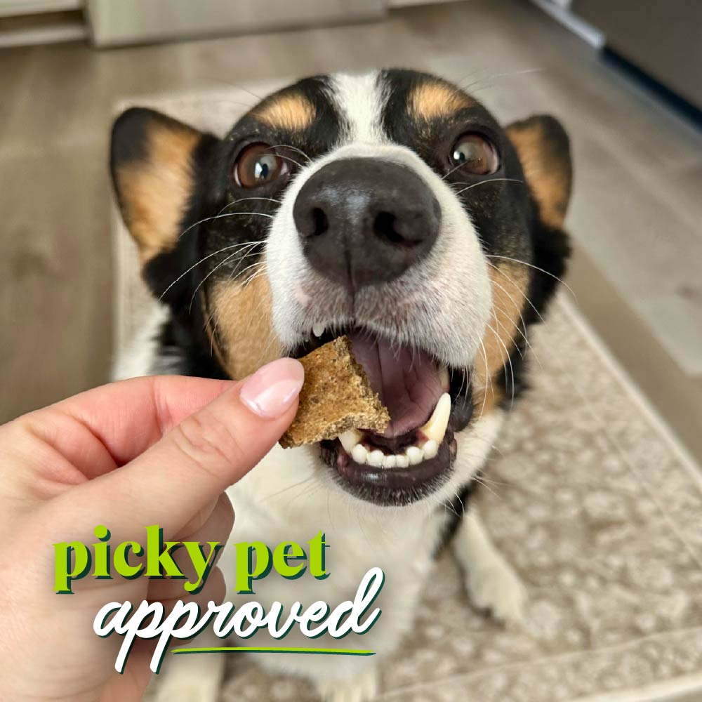 Protein Bites for Dogs - Field & Forest 3pc Variety Pack