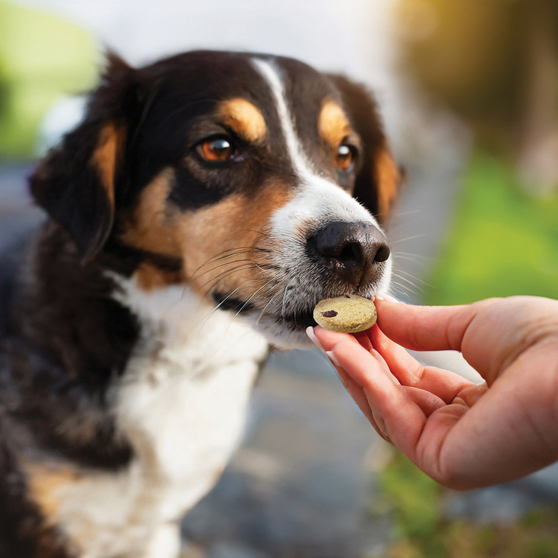 Woman's hand feeding her beagle looking mixed breed dog an Honest to Goodness plant snack treat.