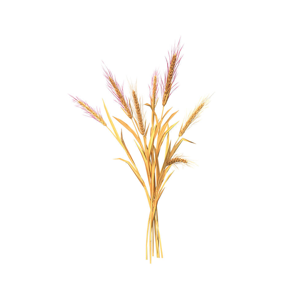 Barley