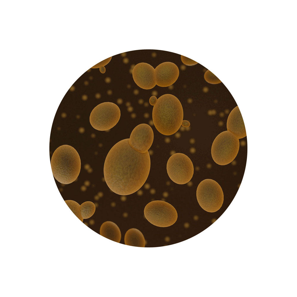 Yeast Culture